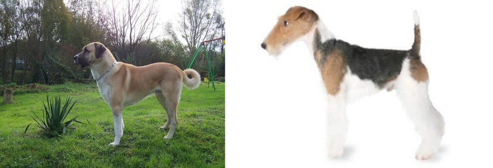 Fox Terrier vs Anatolian Shepherd - Breed Comparison