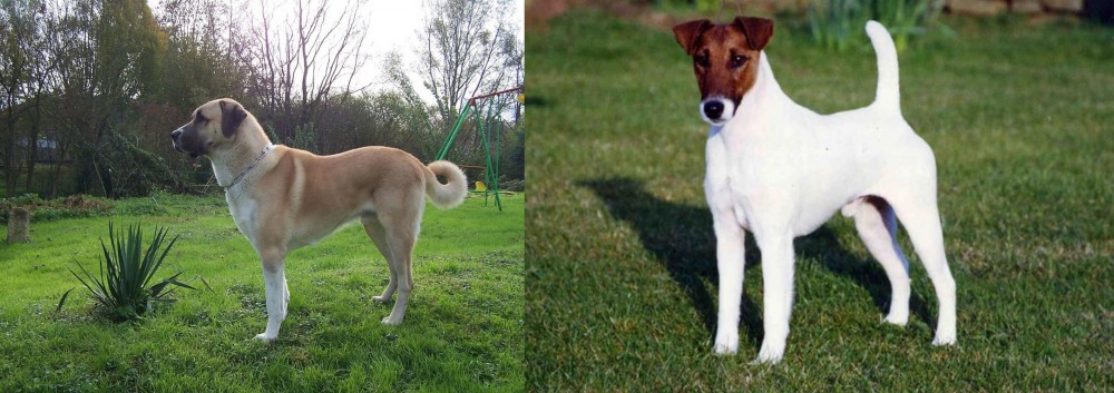 Fox Terrier (Smooth) vs Anatolian Shepherd - Breed Comparison
