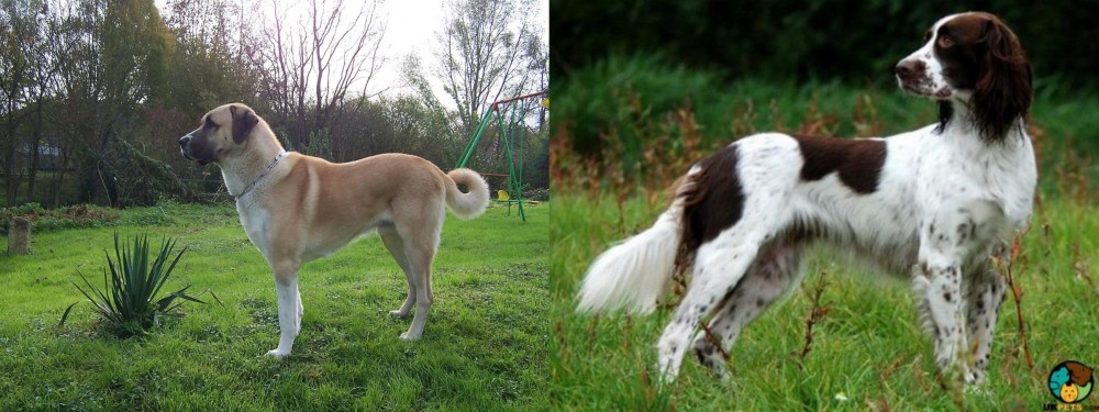 French Spaniel vs Anatolian Shepherd - Breed Comparison