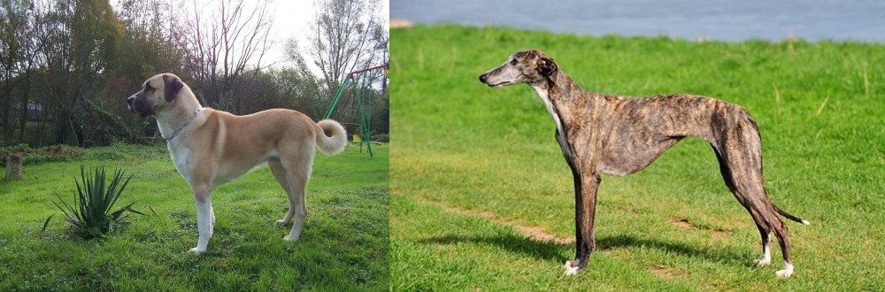 Galgo Espanol vs Anatolian Shepherd - Breed Comparison