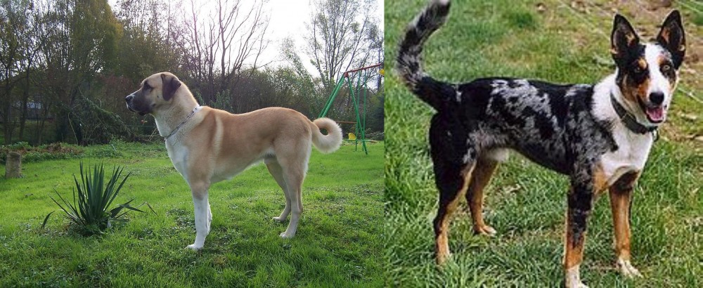 German Coolie vs Anatolian Shepherd - Breed Comparison