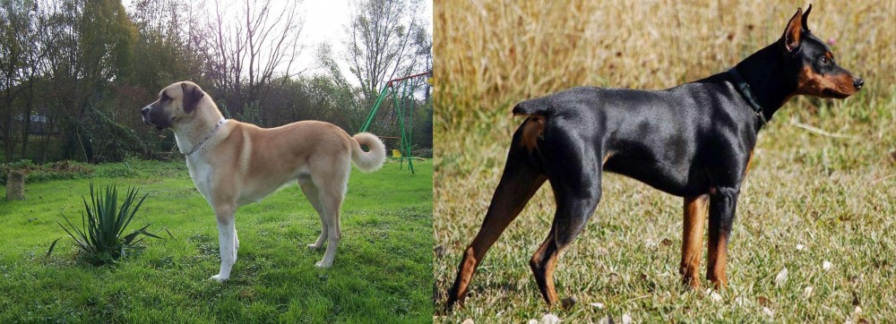 German Pinscher vs Anatolian Shepherd - Breed Comparison