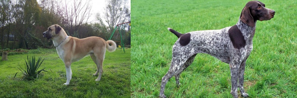 German Shorthaired Pointer vs Anatolian Shepherd - Breed Comparison