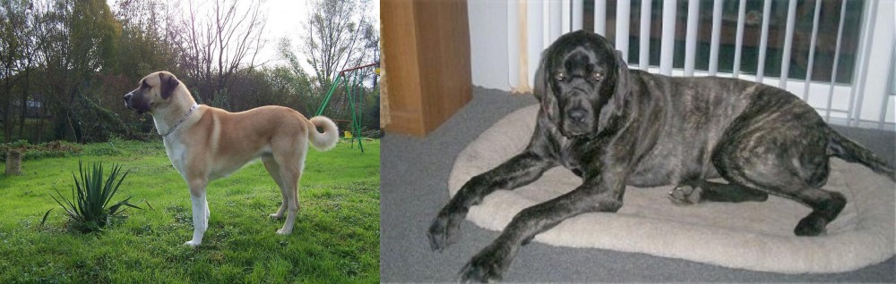 Giant Maso Mastiff vs Anatolian Shepherd - Breed Comparison