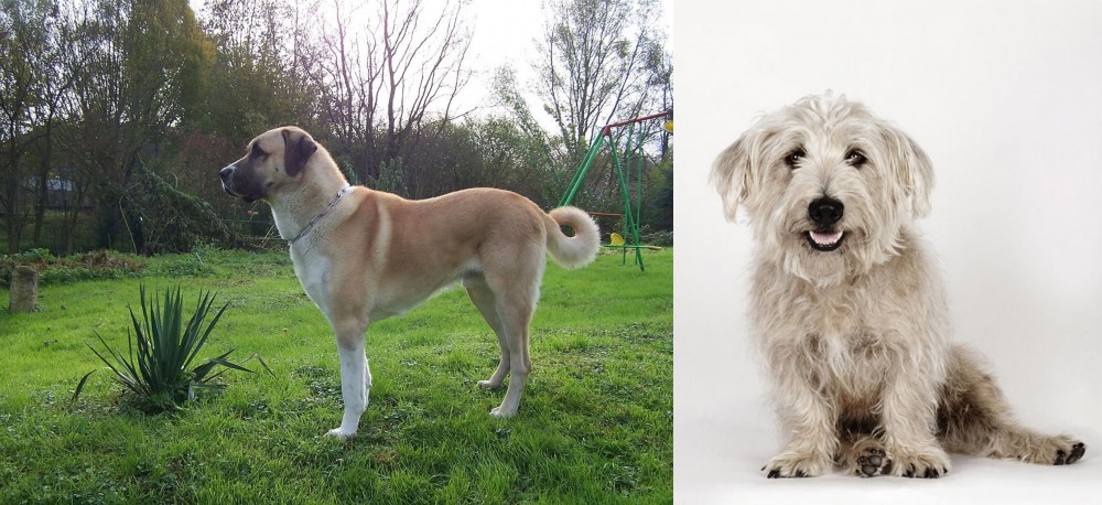 Glen of Imaal Terrier vs Anatolian Shepherd - Breed Comparison
