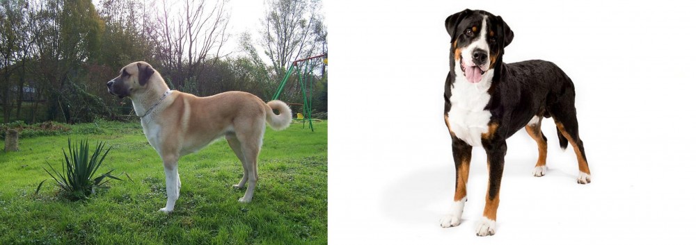 Greater Swiss Mountain Dog vs Anatolian Shepherd - Breed Comparison