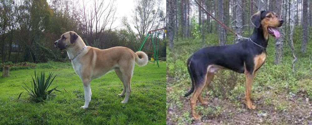 Greek Harehound vs Anatolian Shepherd - Breed Comparison