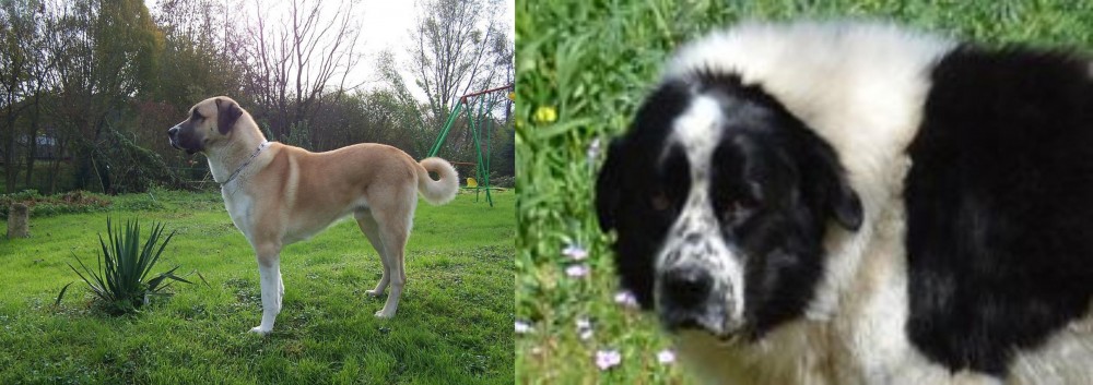 Greek Sheepdog vs Anatolian Shepherd - Breed Comparison