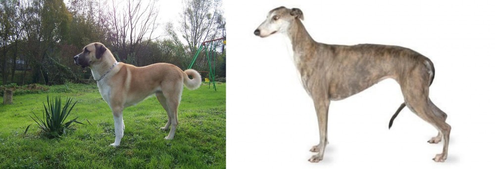 Greyhound vs Anatolian Shepherd - Breed Comparison