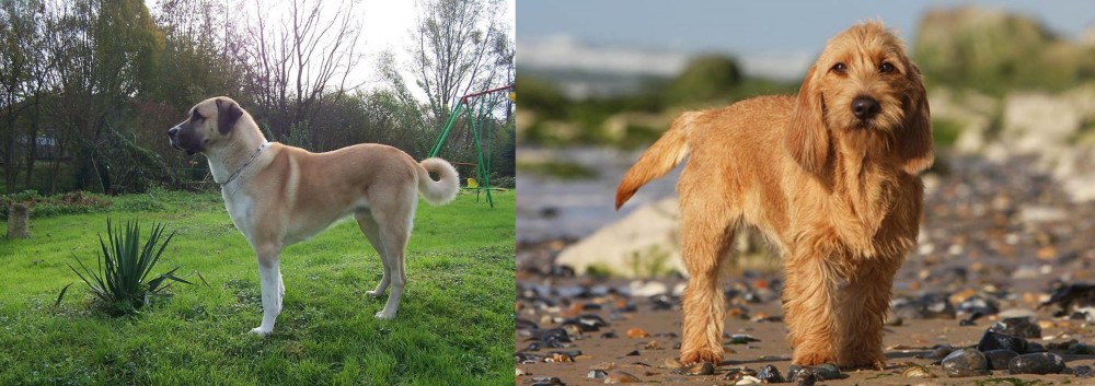 Griffon Fauve de Bretagne vs Anatolian Shepherd - Breed Comparison