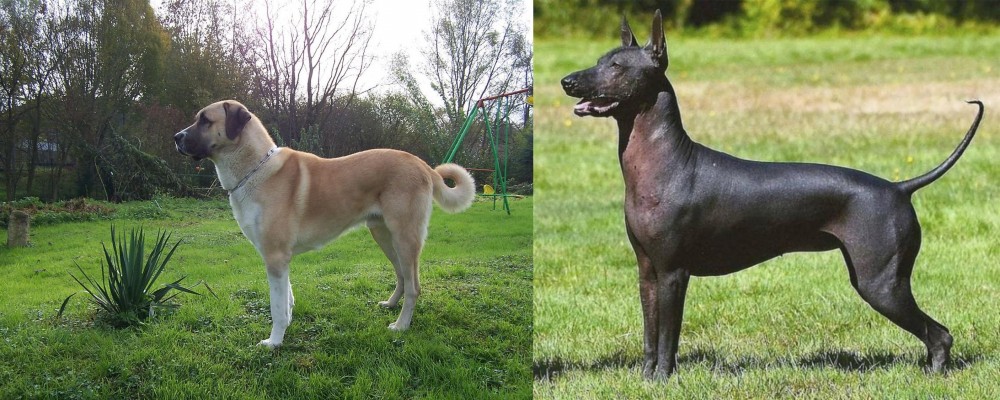 Hairless Khala vs Anatolian Shepherd - Breed Comparison