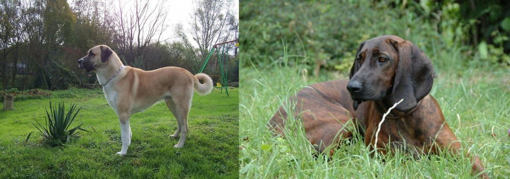 Hanover Hound vs Anatolian Shepherd - Breed Comparison