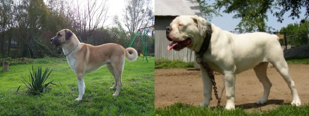 Hermes Bulldogge vs Anatolian Shepherd - Breed Comparison
