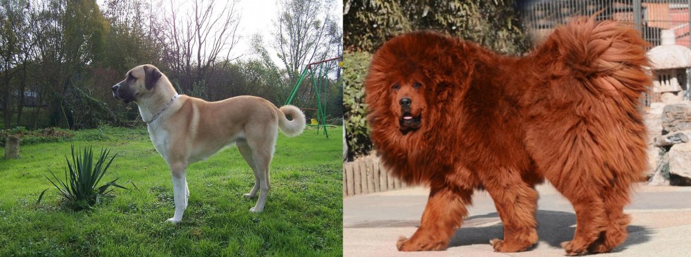 Himalayan Mastiff vs Anatolian Shepherd - Breed Comparison