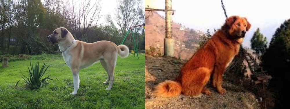 Himalayan Sheepdog vs Anatolian Shepherd - Breed Comparison