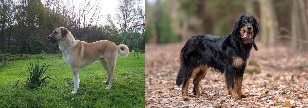 Hovawart vs Anatolian Shepherd - Breed Comparison