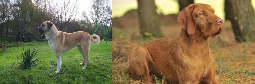 Hungarian Wirehaired Vizsla vs Anatolian Shepherd - Breed Comparison