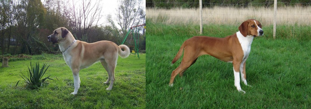 Hygenhund vs Anatolian Shepherd - Breed Comparison