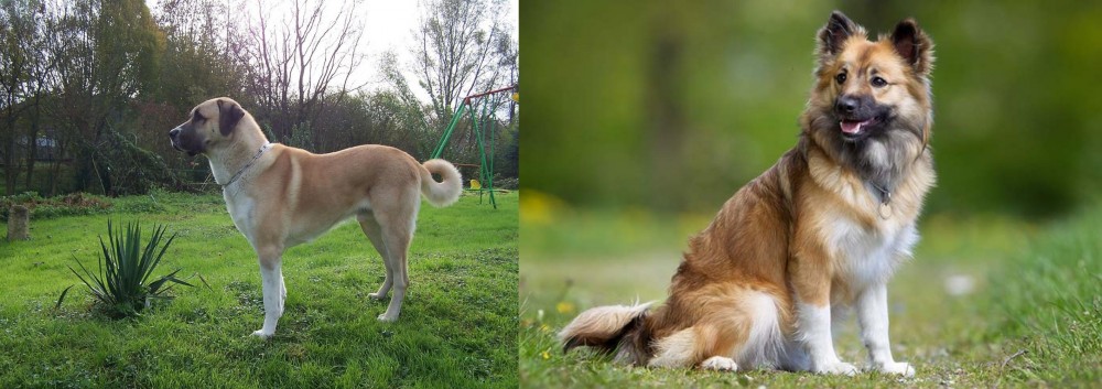 Icelandic Sheepdog vs Anatolian Shepherd - Breed Comparison