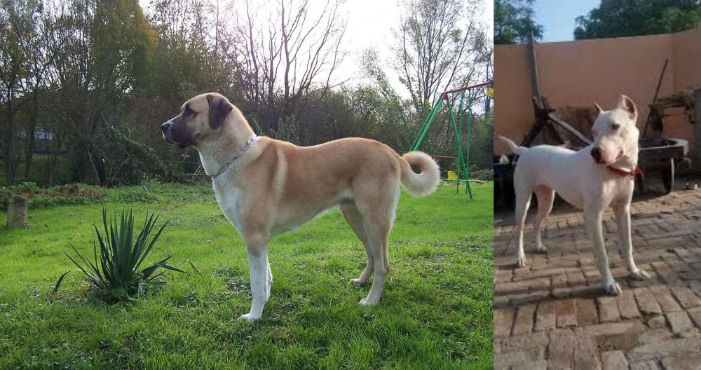 Indian Bull Terrier vs Anatolian Shepherd - Breed Comparison