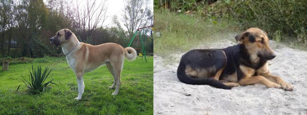 Indian Pariah Dog vs Anatolian Shepherd - Breed Comparison