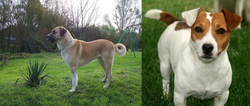 Irish Jack Russell vs Anatolian Shepherd - Breed Comparison