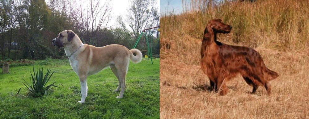 Irish Setter vs Anatolian Shepherd - Breed Comparison