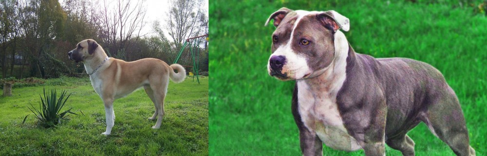 Irish Staffordshire Bull Terrier vs Anatolian Shepherd - Breed Comparison