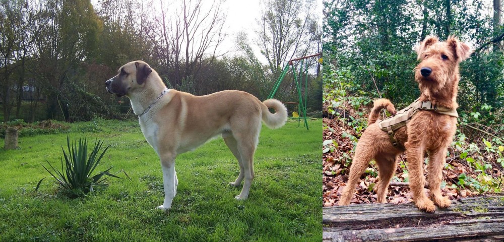 Irish Terrier vs Anatolian Shepherd - Breed Comparison