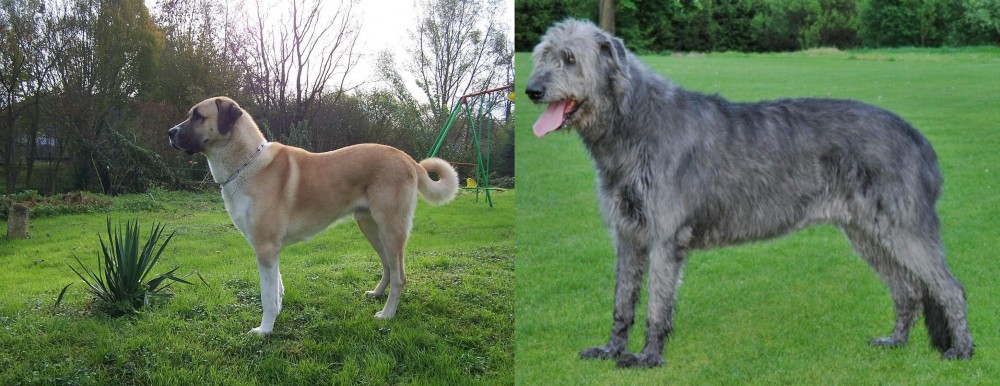 Irish Wolfhound vs Anatolian Shepherd - Breed Comparison
