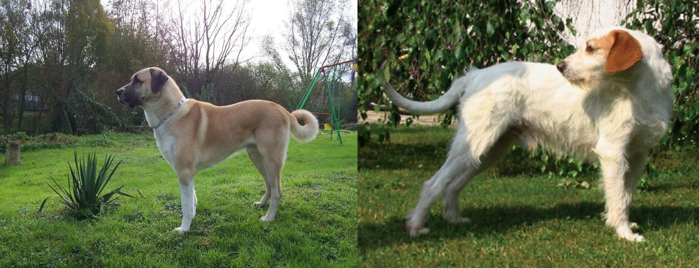 Istarski Ostrodlaki Gonic vs Anatolian Shepherd - Breed Comparison