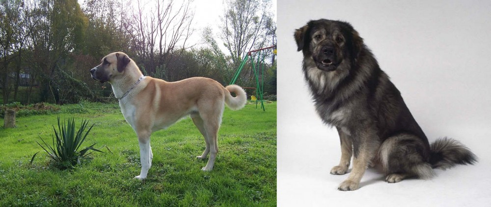 Istrian Sheepdog vs Anatolian Shepherd - Breed Comparison