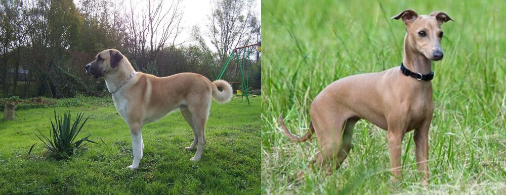 Italian Greyhound vs Anatolian Shepherd - Breed Comparison