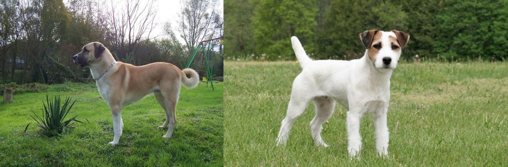 Jack Russell Terrier vs Anatolian Shepherd - Breed Comparison