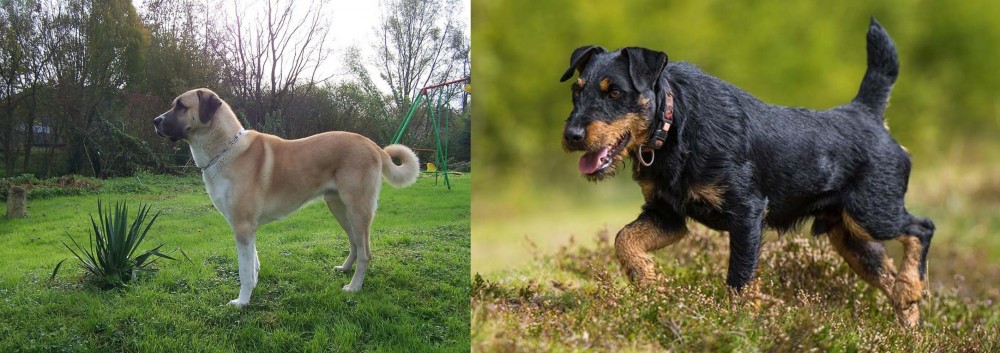 Jagdterrier vs Anatolian Shepherd - Breed Comparison