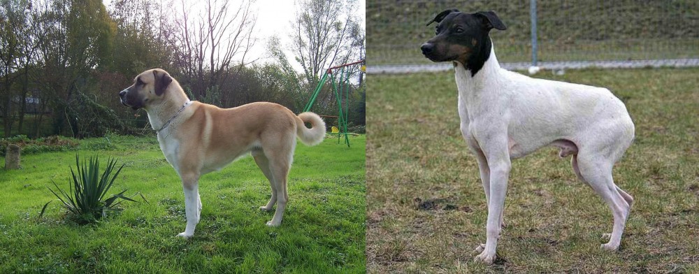 Japanese Terrier vs Anatolian Shepherd - Breed Comparison