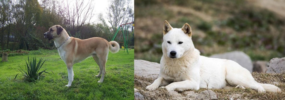 Jindo vs Anatolian Shepherd - Breed Comparison