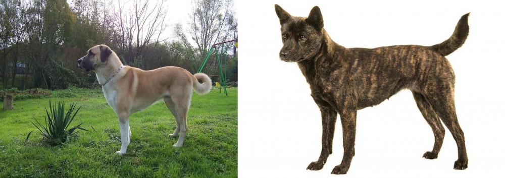 Kai Ken vs Anatolian Shepherd - Breed Comparison
