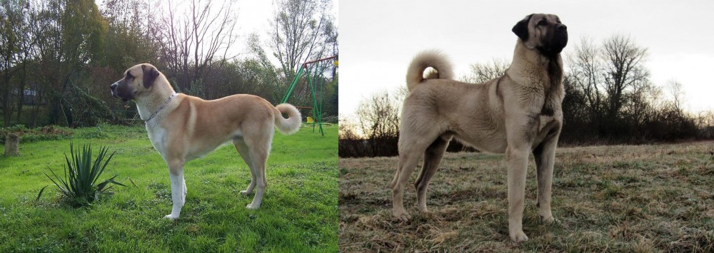 Kangal Dog vs Anatolian Shepherd - Breed Comparison