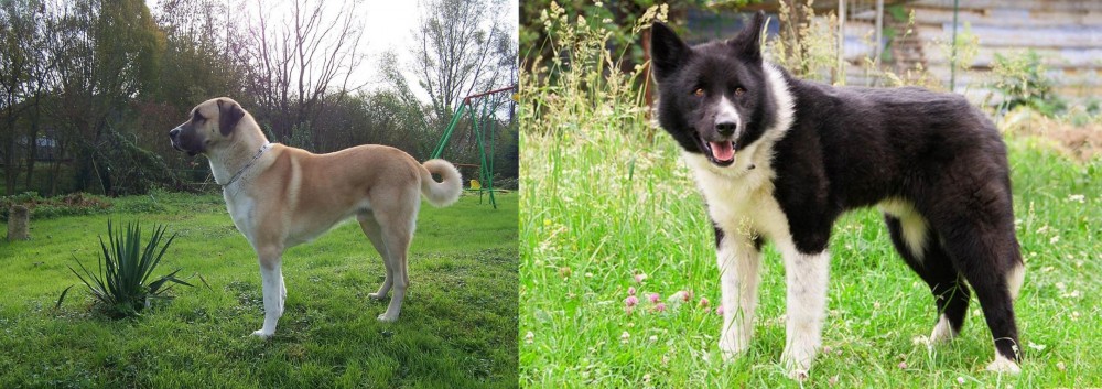 Karelian Bear Dog vs Anatolian Shepherd - Breed Comparison