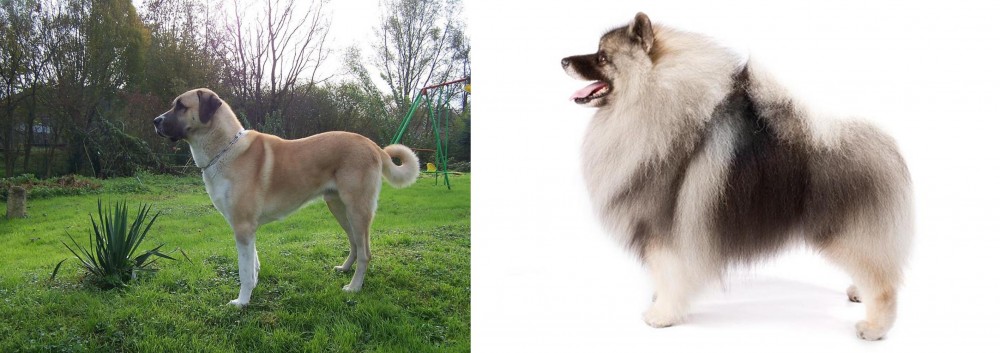 Keeshond vs Anatolian Shepherd - Breed Comparison