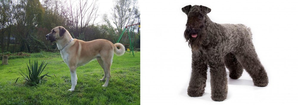 Kerry Blue Terrier vs Anatolian Shepherd - Breed Comparison