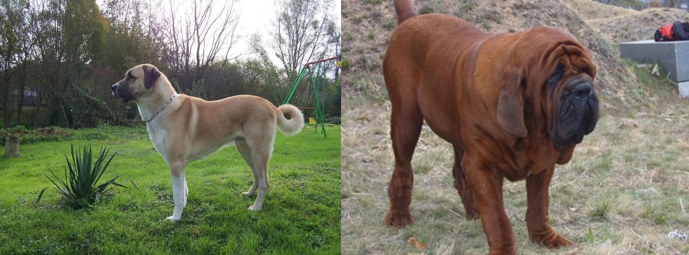 Korean Mastiff vs Anatolian Shepherd - Breed Comparison