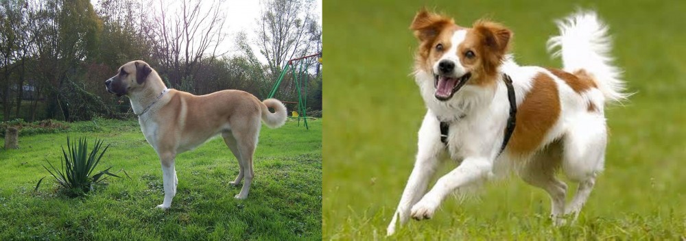 Kromfohrlander vs Anatolian Shepherd - Breed Comparison