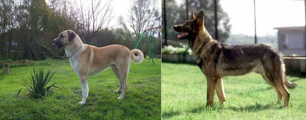 Kunming Dog vs Anatolian Shepherd - Breed Comparison