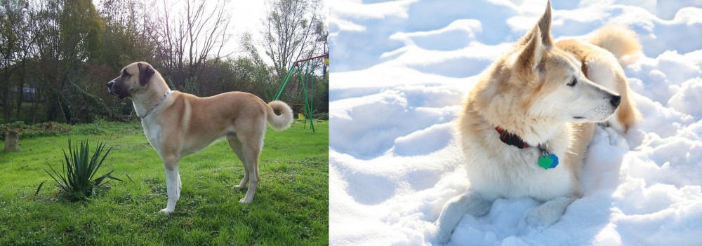 Labrador Husky vs Anatolian Shepherd - Breed Comparison