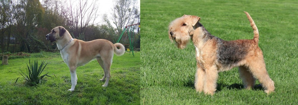 Lakeland Terrier vs Anatolian Shepherd - Breed Comparison