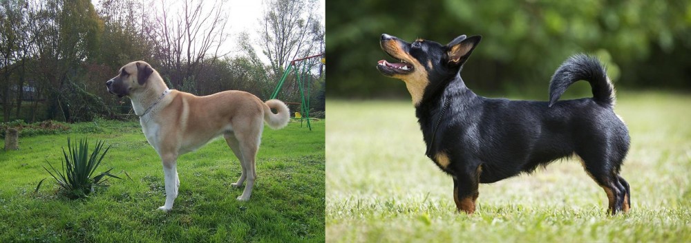 Lancashire Heeler vs Anatolian Shepherd - Breed Comparison