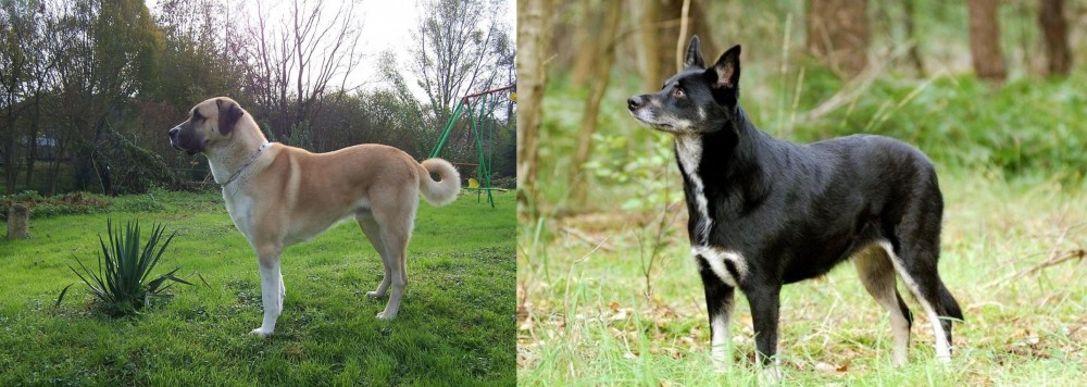 Lapponian Herder vs Anatolian Shepherd - Breed Comparison