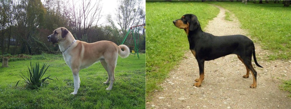 Latvian Hound vs Anatolian Shepherd - Breed Comparison